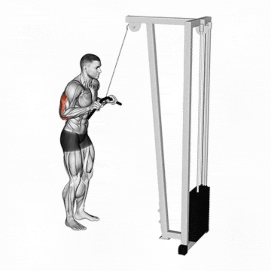 Demonstração de Tríceps pulley com barra